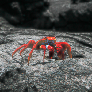 FERNANDO DE NORONHA - Image 7