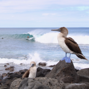 ILHAS GALÁPAGOS - Image 12