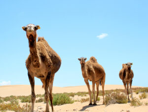 TAGHAZOUT - MARROCOS - Image 8