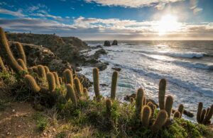 CHILE - Surf & Vinícolas - Image 2