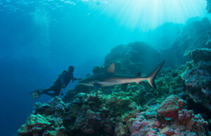 POHNPEI SURF CLUB – MICRONÉSIA - Image 14