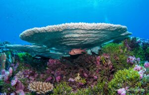 POHNPEI SURF CLUB – MICRONÉSIA - Image 13