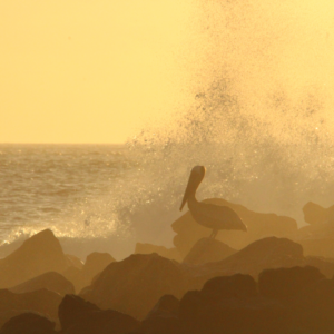 SURFCAMP - ILHAS GALAPAGOS COM COSTA VERDE TRIPS & SALTYSISTERS - Image 6