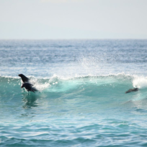 SURFCAMP - ILHAS GALAPAGOS COM COSTA VERDE TRIPS & SALTYSISTERS - Image 15