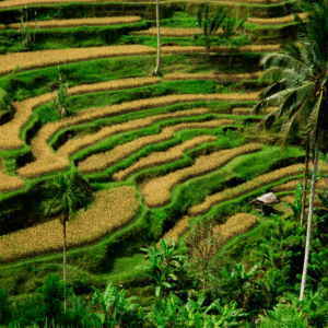 BALI - INDONÉSIA - Imagem 2